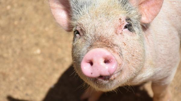 legea porcului in sfarsit adoptata