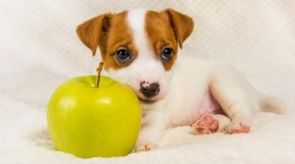 ce fructe pot manca cateii lista te va surprinde