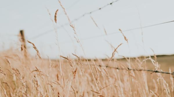 de ce se scumpeste painea cand se ieftineste graul petre daea spectator timp de 12 luni de criza a devenit suporter al cerealelor ucrainiene