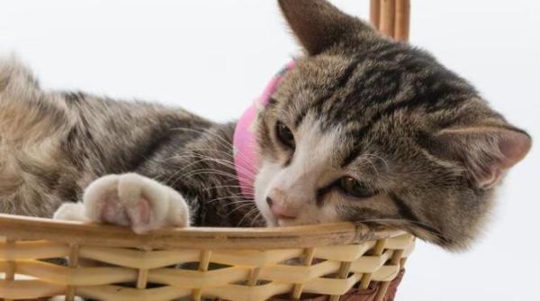 gesturile care enerveaza pisicile renunta la ele daca ai o felina in casa