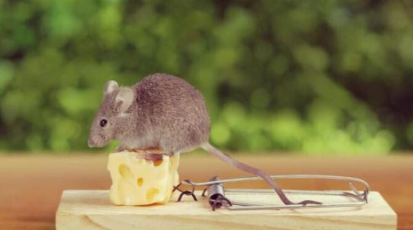 planteaza cateva plante in gradina si soarecii vor disparea pentru totdeauna