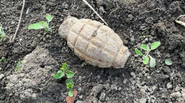 grenada descoperita in gradina unei gospodarii din olt in timpul unor lucrari agricole