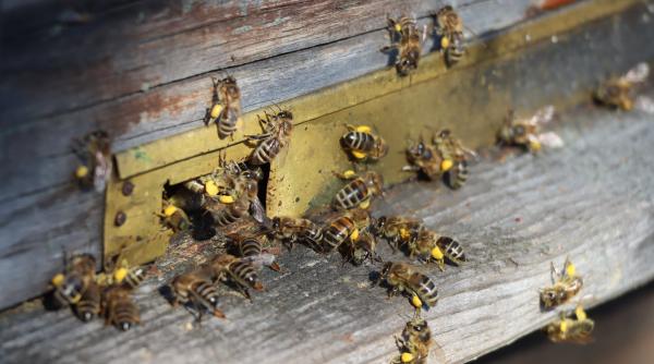 apicultura romaneasca pe butuci din cauza vremii