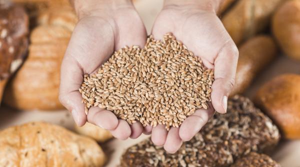 ins rezultate record pentru romania in 2023 am exportat cereale de aproape 300 milioane de euro