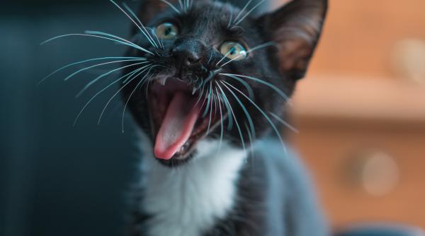 ce inseamna cand pisica maiuna mult