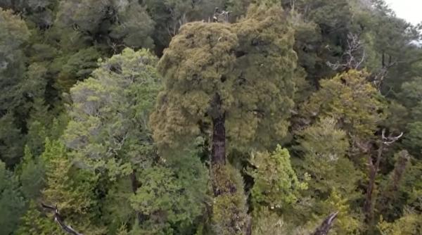 detalii impresionante despre cel mai batran copac din lume varsta estimata este de 5 484 de ani