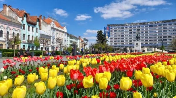 olanda s a mutat la cluj simfonia lalelor o explozie de culoare foto