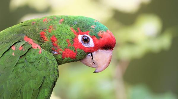papagalii de la o gradina zoologica au fost izolati dupa ce au inceput sa injure vizitatorii video