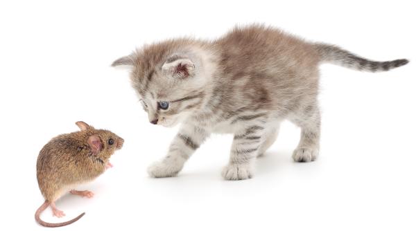 de ce nu exista mancare pentru pisici cu gust de soarece