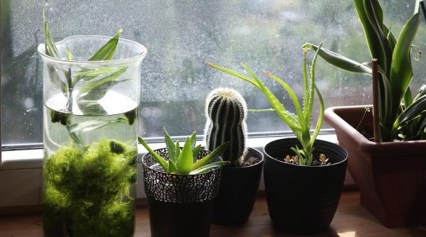 florile de apartament care iti aduc cearta si ghinion in casa nu ai bani poate fi din cauza acestei plante