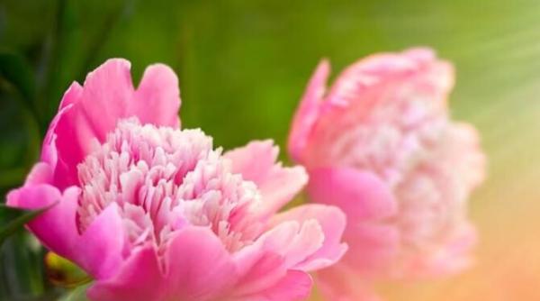 cu ce sa hranesti bujorii in luna mai secretul infloririi luxuriante a plantelor