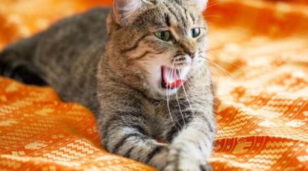 pisica te trezeste noaptea iata cum ii poti schimba comportamentul