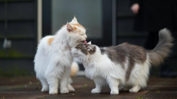 doi pui de pisica miorlaitori uzi si infrigurati gasiti pe un traseu din fagaras au fost luati acasa de niste bucuresteni la veterinar au aflat ca sunt pui de pisica salbatica foto