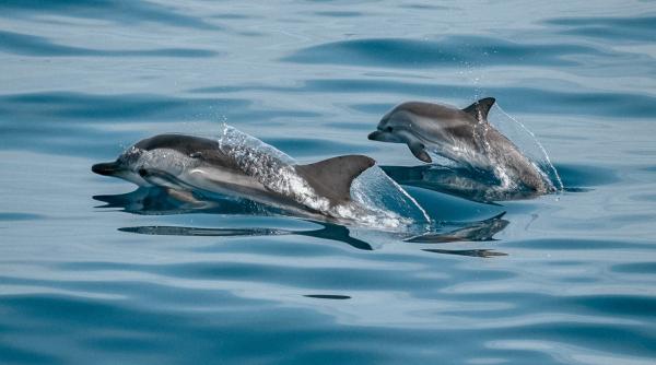 fenomen rar intalnit delfinii au fost filmati in delta la sulina video