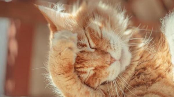ce se intampla cu o persoana care mangaie o pisica cateva lucruri surprinzatoare