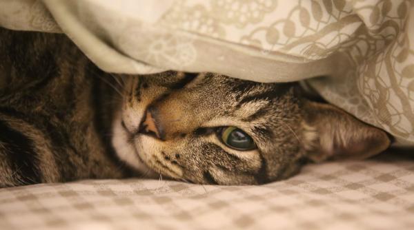 de ce vor pisicile sa doarma cu oamenii