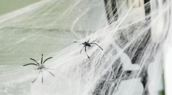 paianjenii se tem de aceste doua mirosuri remedii naturale care alunga insectele din casa