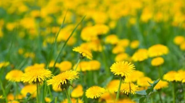 papadia ajuta indepartarea pungilor de sub ochi cateva trucuri de frumusete