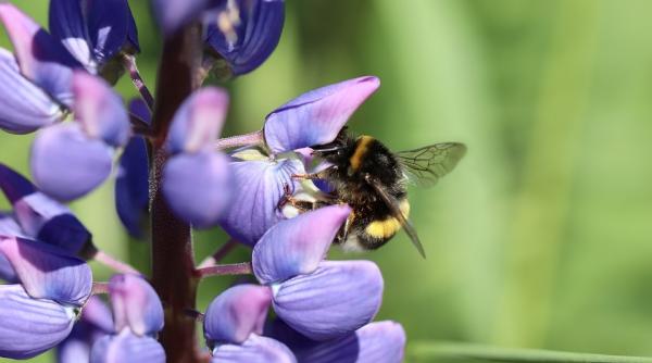 planta care poate inlocui carnea este pogata in proteine combate diabetul si previne obezitatea