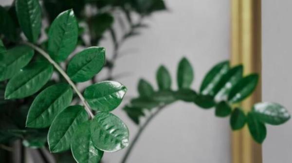 zamioculcas planta pe care trebuie sa o ai in casa din mai multe motive