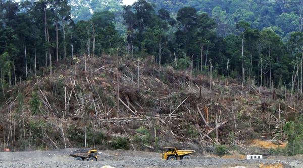 cargill gigantul cerealelor din sua a fost chemat in instanta acuzatii grave face afaceri cu defrisarile