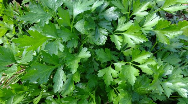 ce se intampla cu corpul tau daca mananci cate o mana de patrunjel pe zi efectele sunt uimitoare