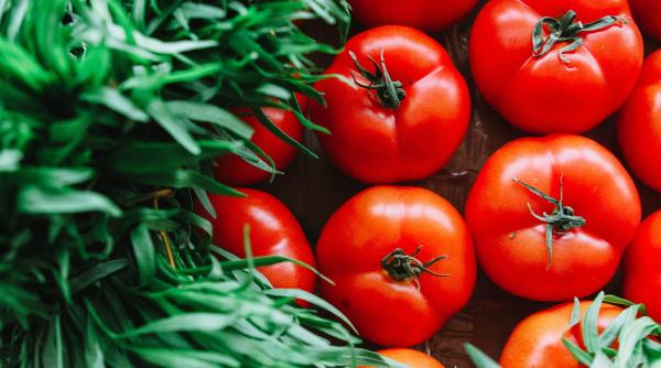 mananci rosii romanesti de la tarani doi cultivatori din glodeanu sarat cercetati de politie pentru cum se pare ca le fortau cresterea