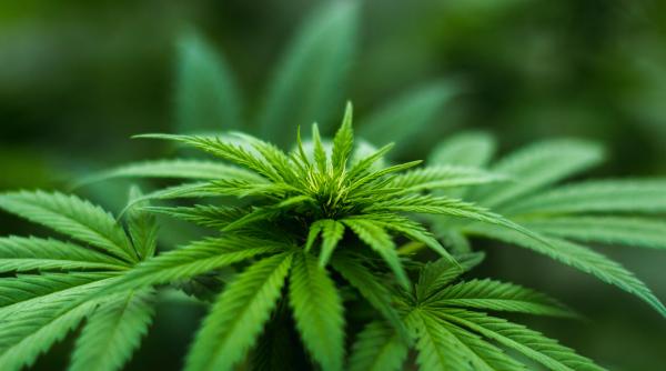 consumul de marijuana in randul adolescentilor a scazut de cand aceasta a fost legalizata arata un studiu cdc