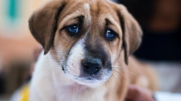 cioban surprins in timp ce loveste si ucide un caine a fost deschisa o ancheta