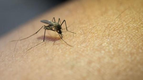 planteaza cateva plante in gradina si vei uita de tantari pentru totdeauna