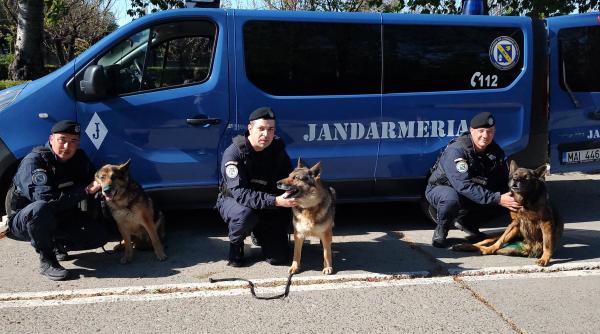 ares ben si silva trei caini jandarmi ies la pensie dupa 13 ani va multumim pentru tot ce ati facut pentru noi pentru oameni