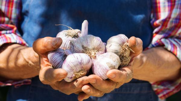 bani de la guvern producatorii de usturoi vor primi aproape 6 milioane de euro