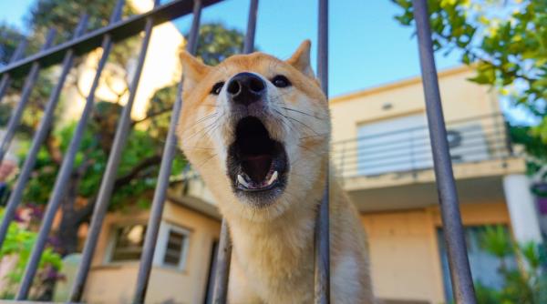 motivele pentru care cainii latra la unii oameni si la altii nu