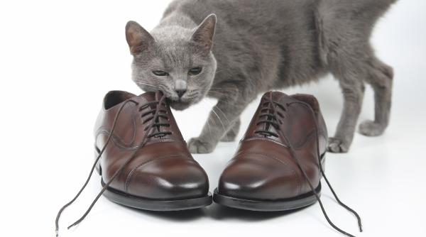 o pisica si a facut stapana de rusine fura lucrurile vecinilor iar femeia e nevoita sa le returneze si sa dea explicatii zilnic