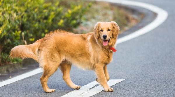 un caine a mers 65km pentru a se intoarce la familia sa noul stapan l a cautat 27 de zile