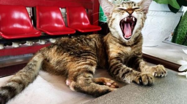 de ce stranuta pisicile