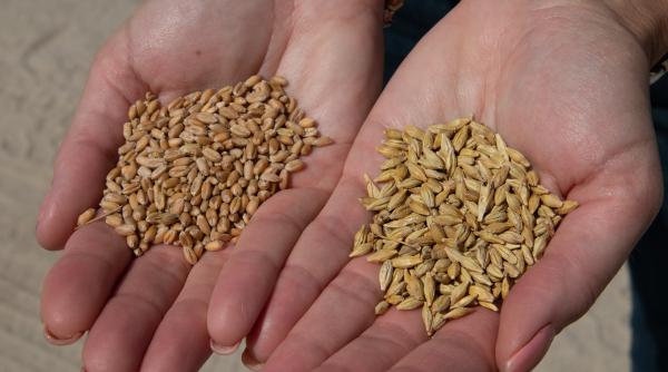 graul ucrainean destinat tarilor sarace este bun doar pentru consumul animal