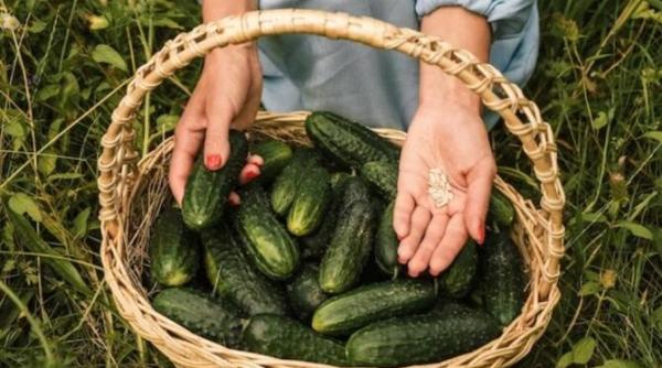 cel mai eficient ingrasamant pentru castraveti vei aduna legumele cu galetile