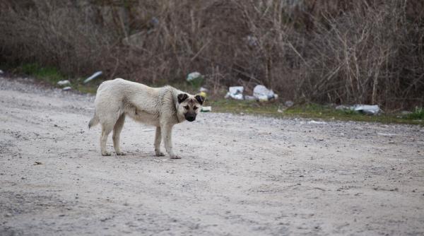 cum sa te feresti cand esti atacat de caini maidanezi 5 sfaturi care iti pot salva viata
