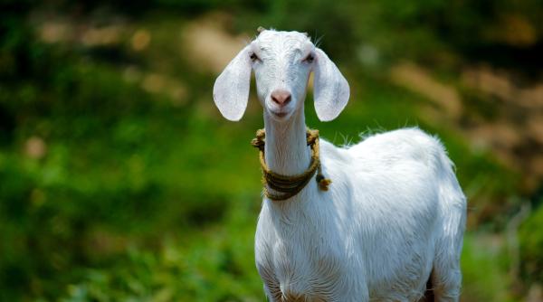 doi politisti au confundat o capra cu un barbat care striga ajutor in oklahoma sua video