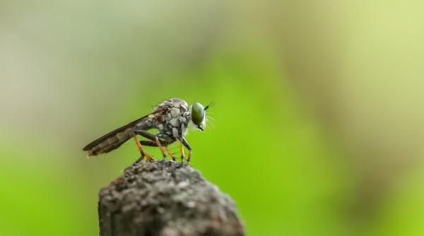 doua noi specii de insecte pentru prima data in romania cum arata este posibil sa le fi avut in casa