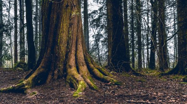 un chiparos de 5 400 de ani supranumit strabunicul ar putea fi cel mai batran copac de pe pamant video