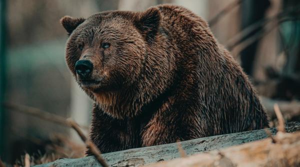 urs in zona castelului peles in noaptea muzeelor a fost emis mesaj ro alert