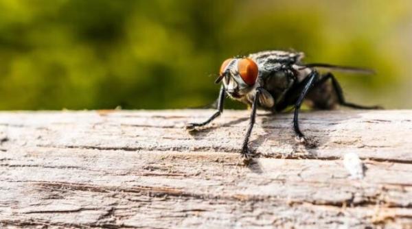 cel mai neobisnuit mod de a lupta cu mustele enervante ai nevoie de putin staniol si apa