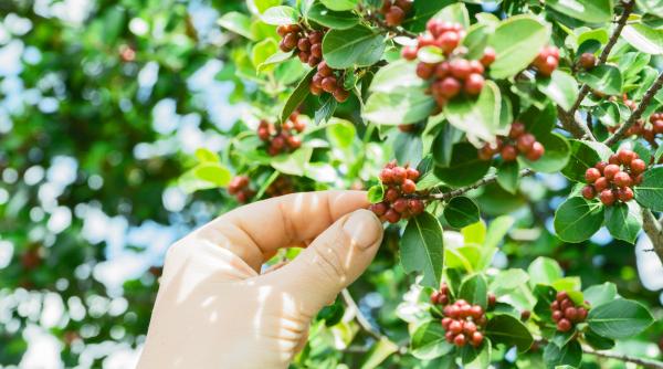 criza climatica pune in pericol 50prc din productia de cafea se reduc terenurile disponibile pentru plantatii vremea este mai greu de prezis