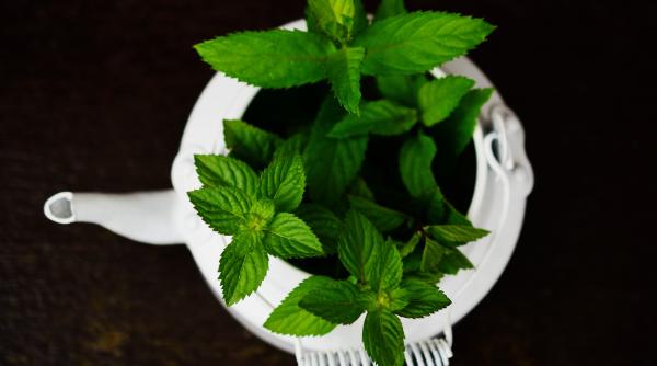 mirosul de menta poate imbunatati cognitia si poate preveni alzheimer