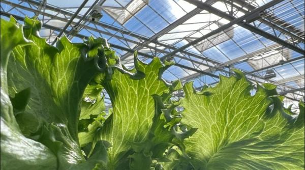 o companie din sua vrea sa breveteze frunzele de salata verde