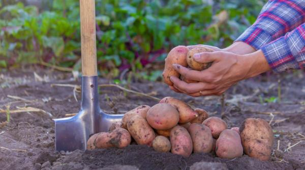 producatorii de legume fructe si cartofi vor primi ajutor de la stat