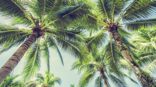palmierii efecte neasteptate pentru sanatate si mediu ce nu a zis nimeni despre palmierii lui negoita