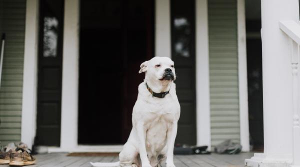 un sofer din sua a avut o idee nebuna pentru a scapa de amenda a facut schimb de locuri cu cainele
